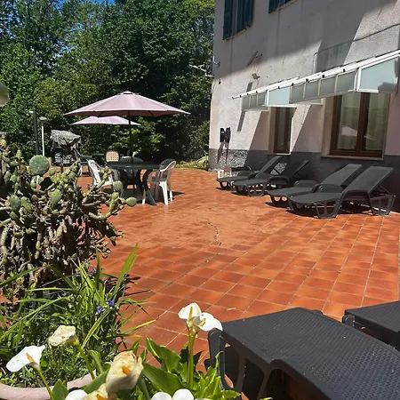 Le Camelie 2 Di Francesca